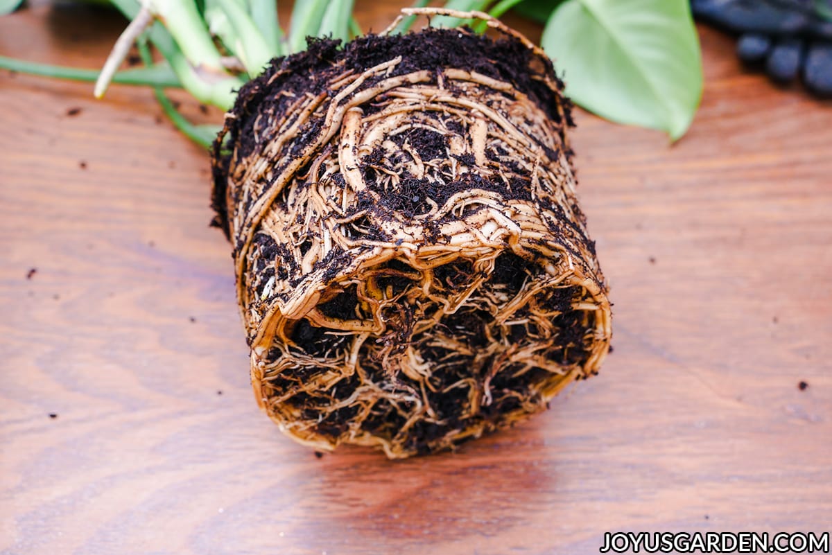 close up of the very tight & root bound root ball of a monstera deliciosa swiss cheese plant