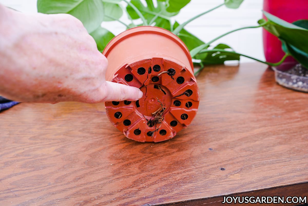 A finger points at the bottom of a cracked orange grow pots with roots coming out the bottom.