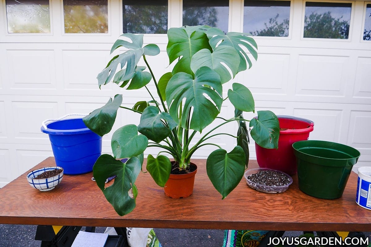 A monstera deliciosa swiss cheese plant sits on a work table with potting materials.