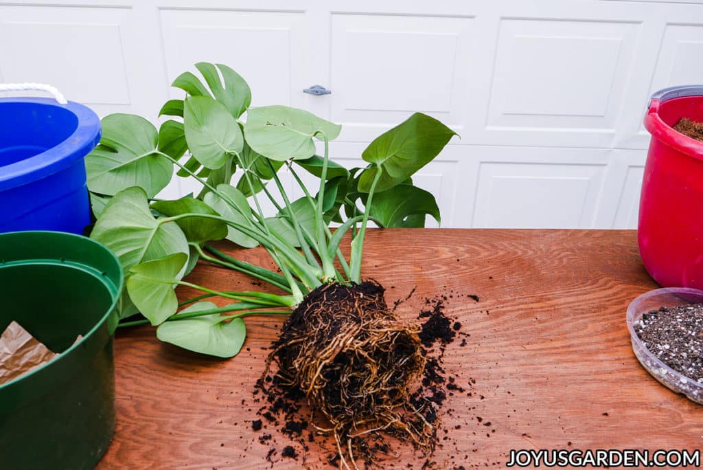 A monstera deliciosa lays on work table before being repotted. 