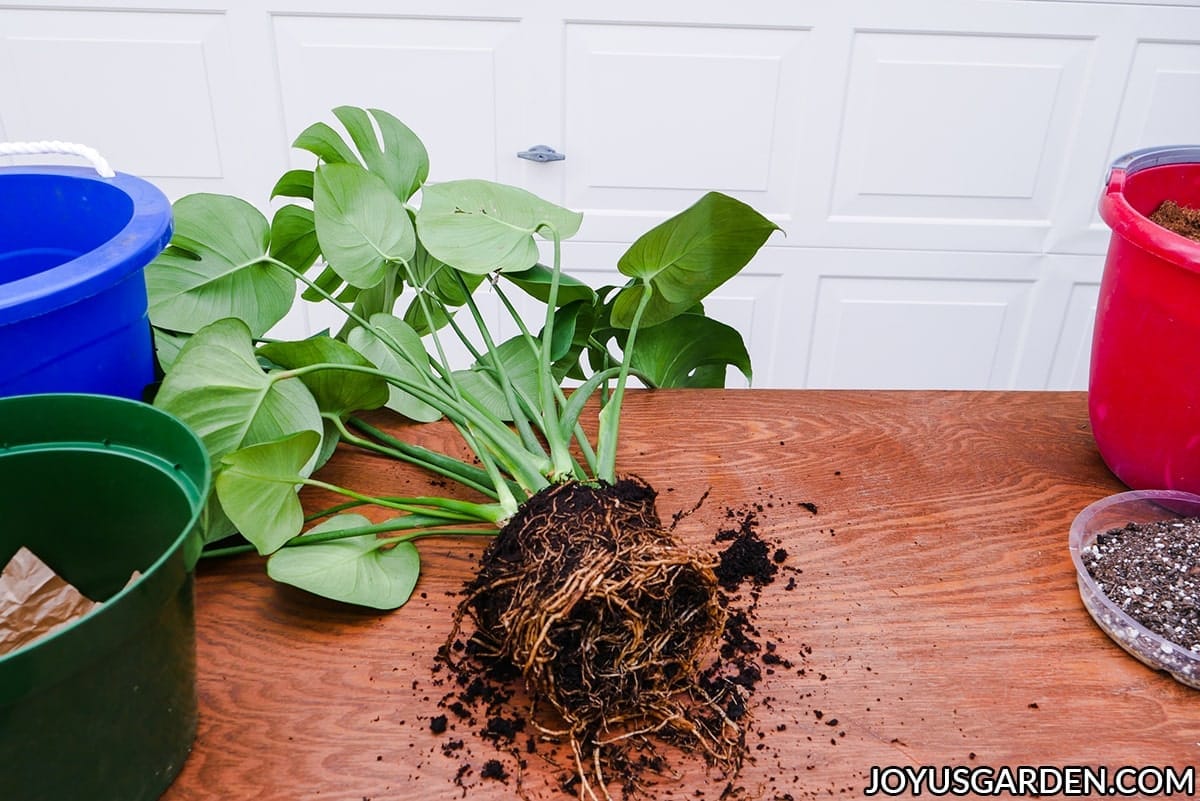 a monstera deliciosa swiss cheese plant out of its grow pot lies on its side surrounded by potting materials