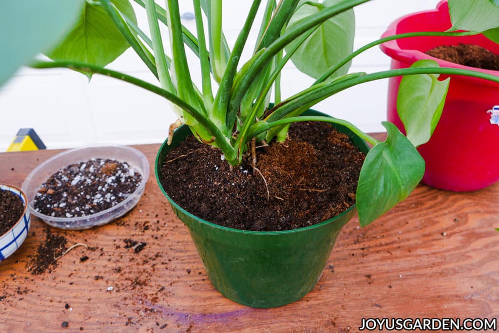 close up of the grow pot filled with soil mix of a monstera deliciosa swiss cheese plant