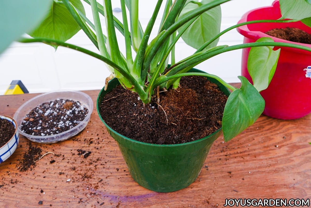 Repotting Monstera Deliciosa Plus the Mix to Use Joy Us Garden