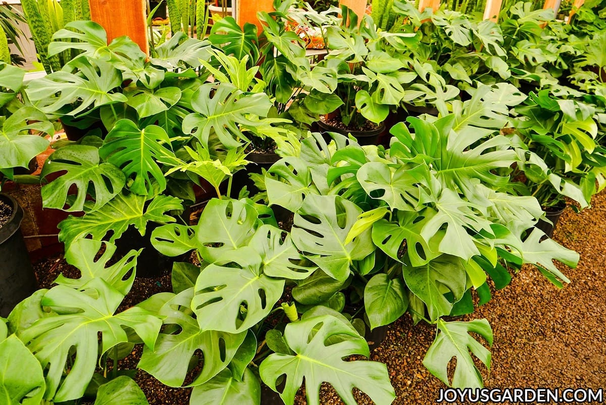 many monstera deliciosas swiss cheese plants growing in 2 rows at a nursery