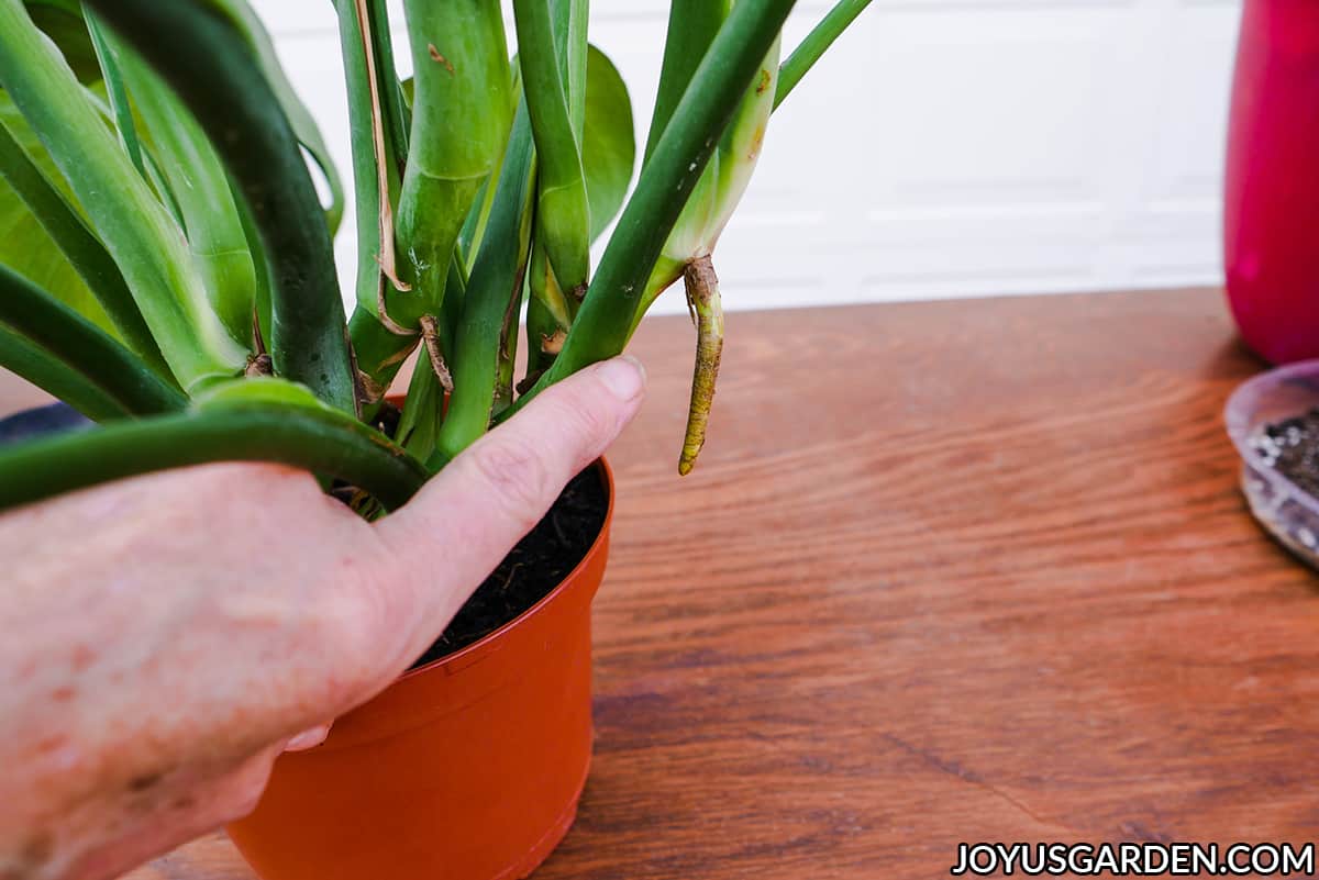 a finger points at the aerial root growing off the stem of a monstera deliciosa swiss cheese plant