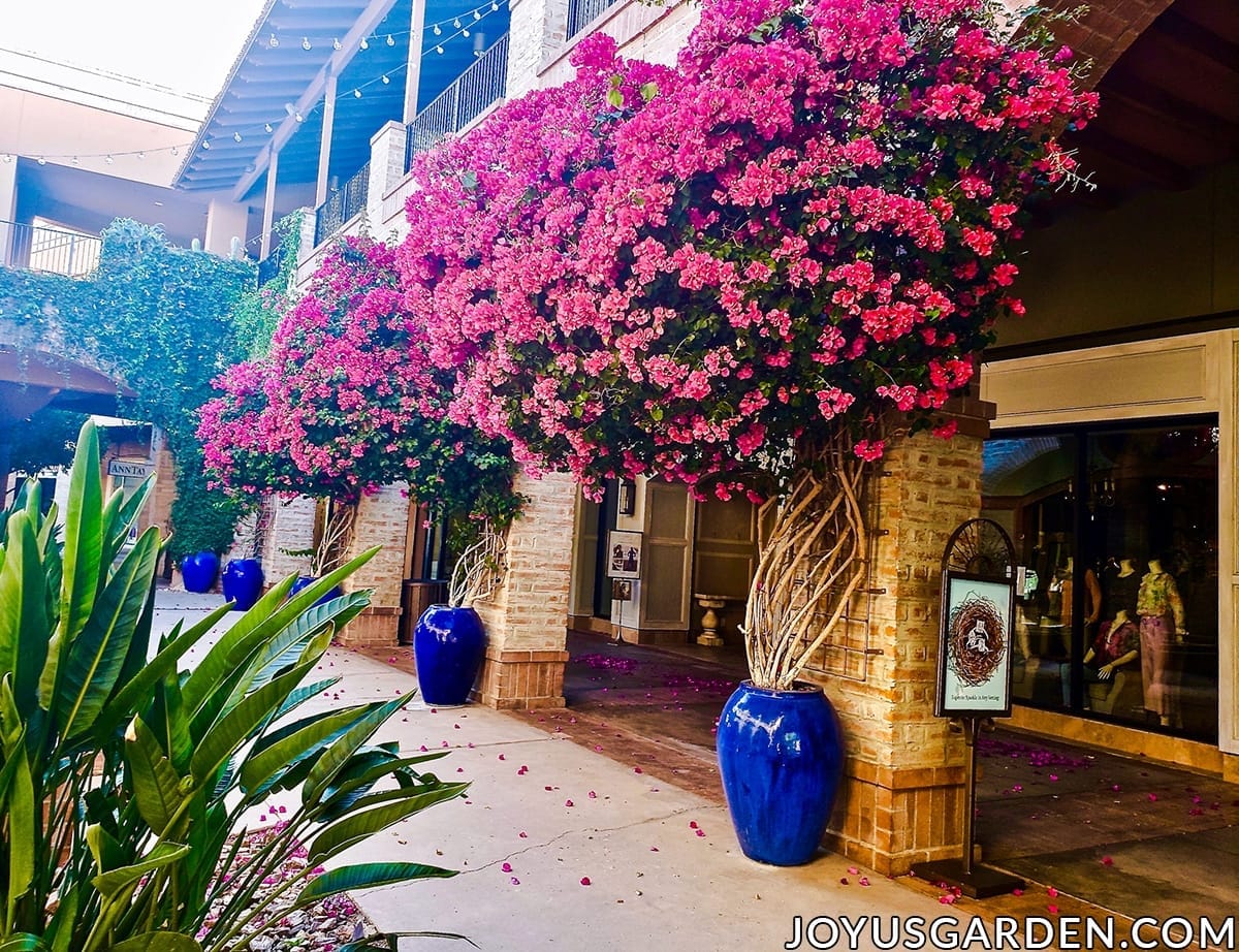 A row of large deep rose bougainvilleas in full bloom grow in tall blue urns at a mall in tucson az.