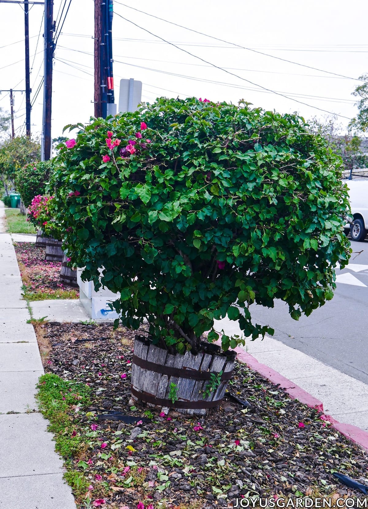 Medium sized bougainvilleas pruned into a round blob grow in wine barrels which are falling apart.