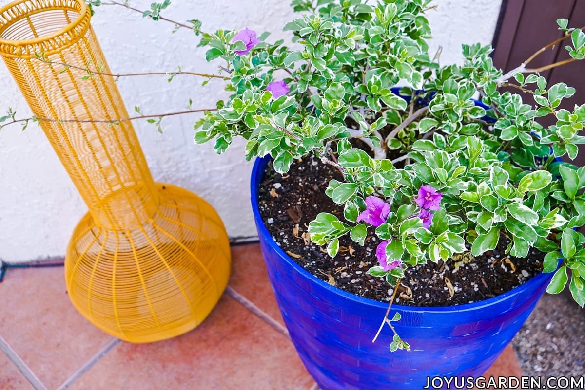 a variegated bougainvillea blueberry ice grows in a tall blue container next to a yellow wire urn