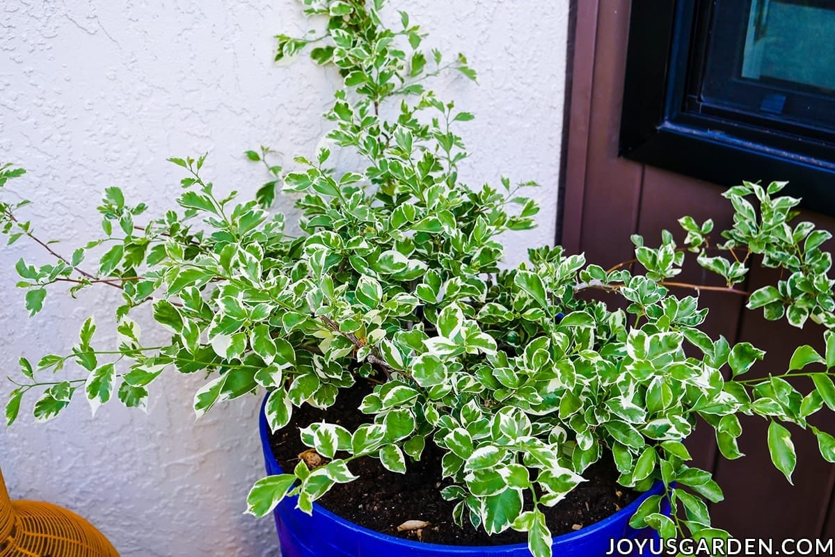 close up of the variegated foliage of a low growing bougainvillea blueberry ice