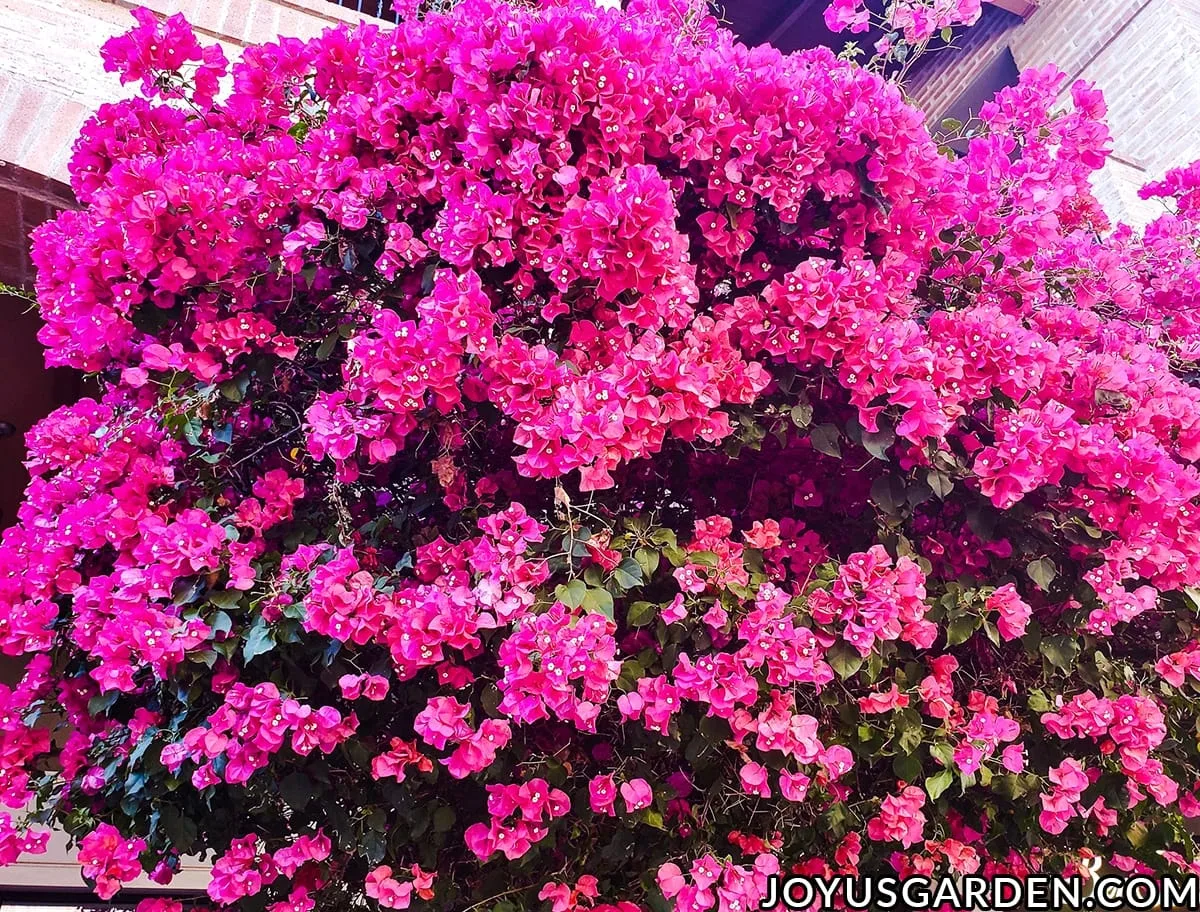 Looking at the canopy of a deep rose bougainvillea in full bloom.