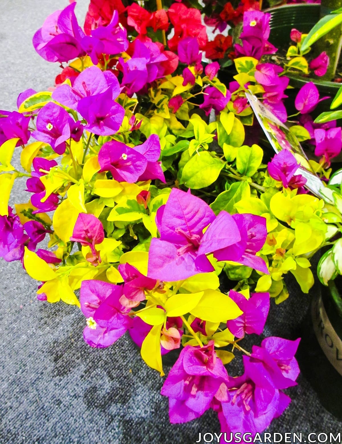 close up of the chartreuse yellow/green foliage of a golden bougainvillea jackpot