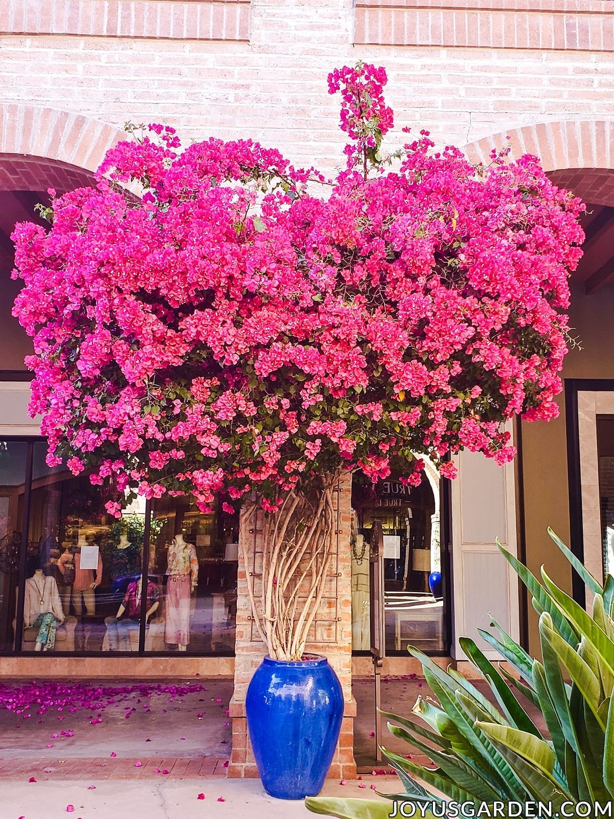 a beautiful deep rose bougainvillea in full bloom growing against a brick pillar in a tall deep blue ceramic