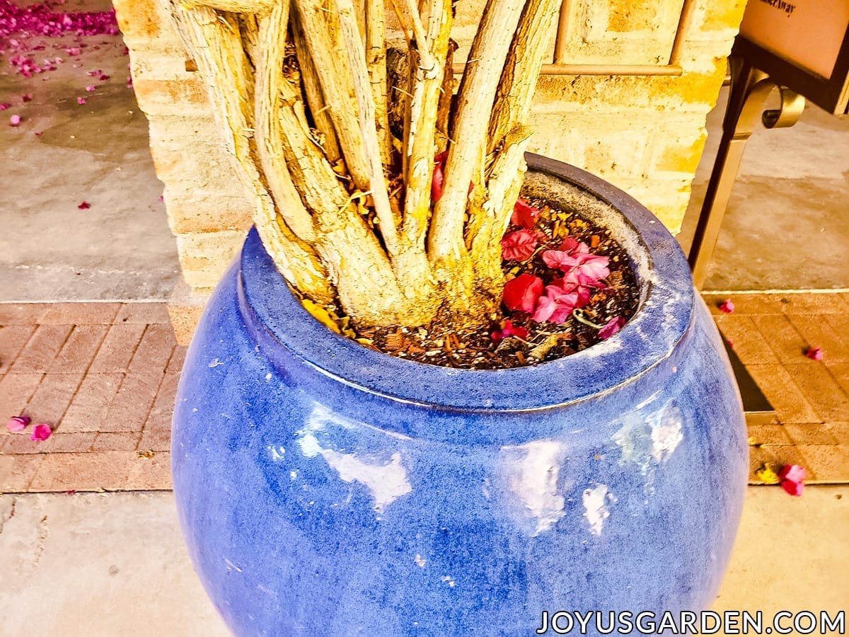 Looking down at the trunk of a bougainvillea growing in a deep blue urn.