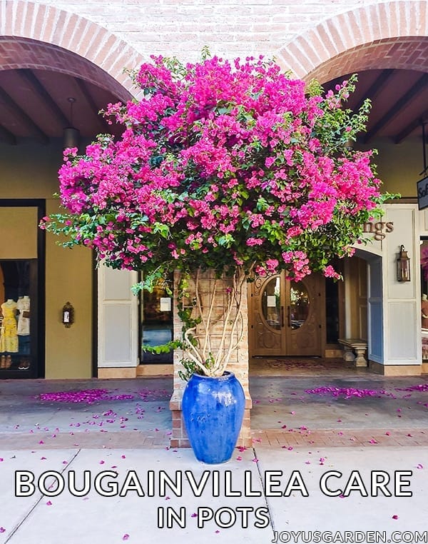 A large deep rose bougainvillea grows in a large blue ceramic urn pot, text reads Bougainvillea Care In Pots joyusgarden.com.