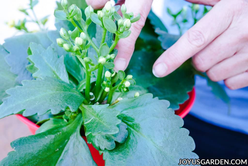 A finger points at kalanchoe calandiva flower buds.