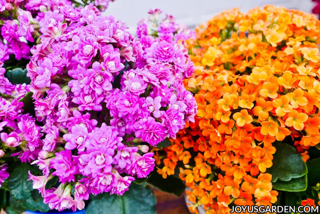 close up of the flowers of a pink kalanchoe calandiva & an orange kalanchoe blossfeldiana