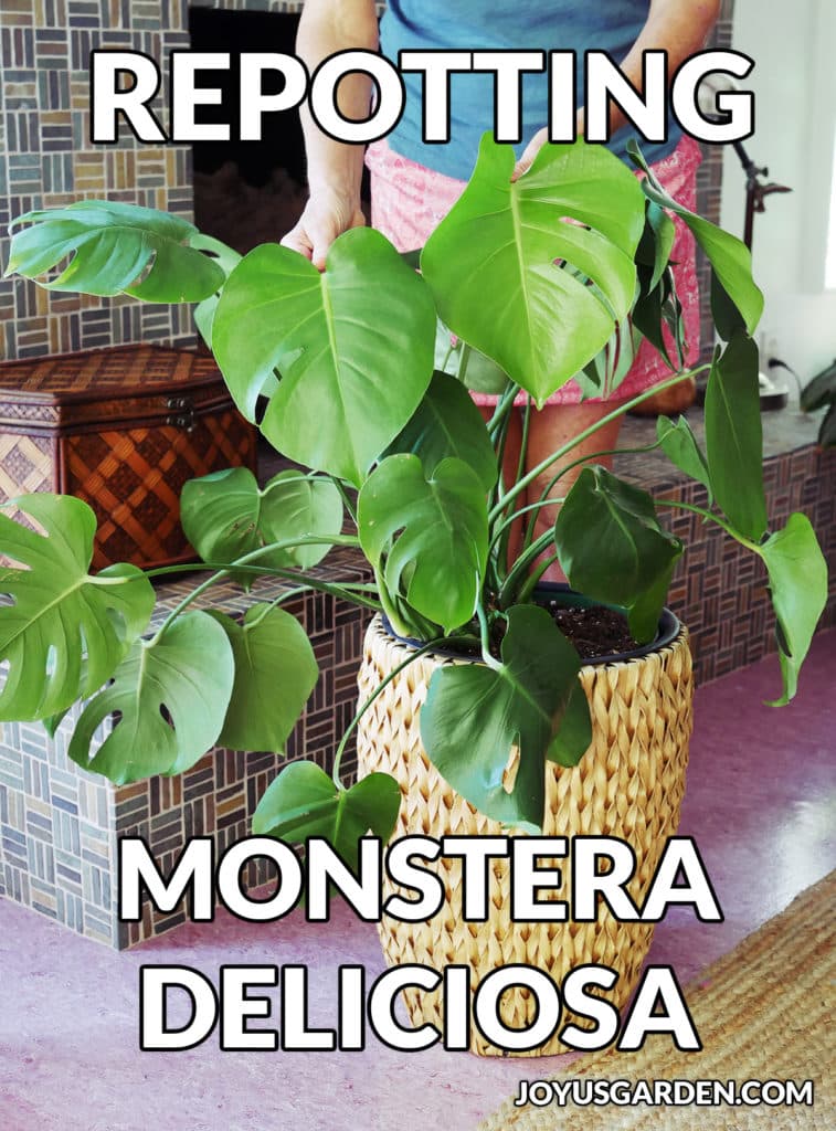 A monstera deliciosa swiss cheese plant grows in a tall basket the text reads repotting monstera deliciosa joyusgarden.com.