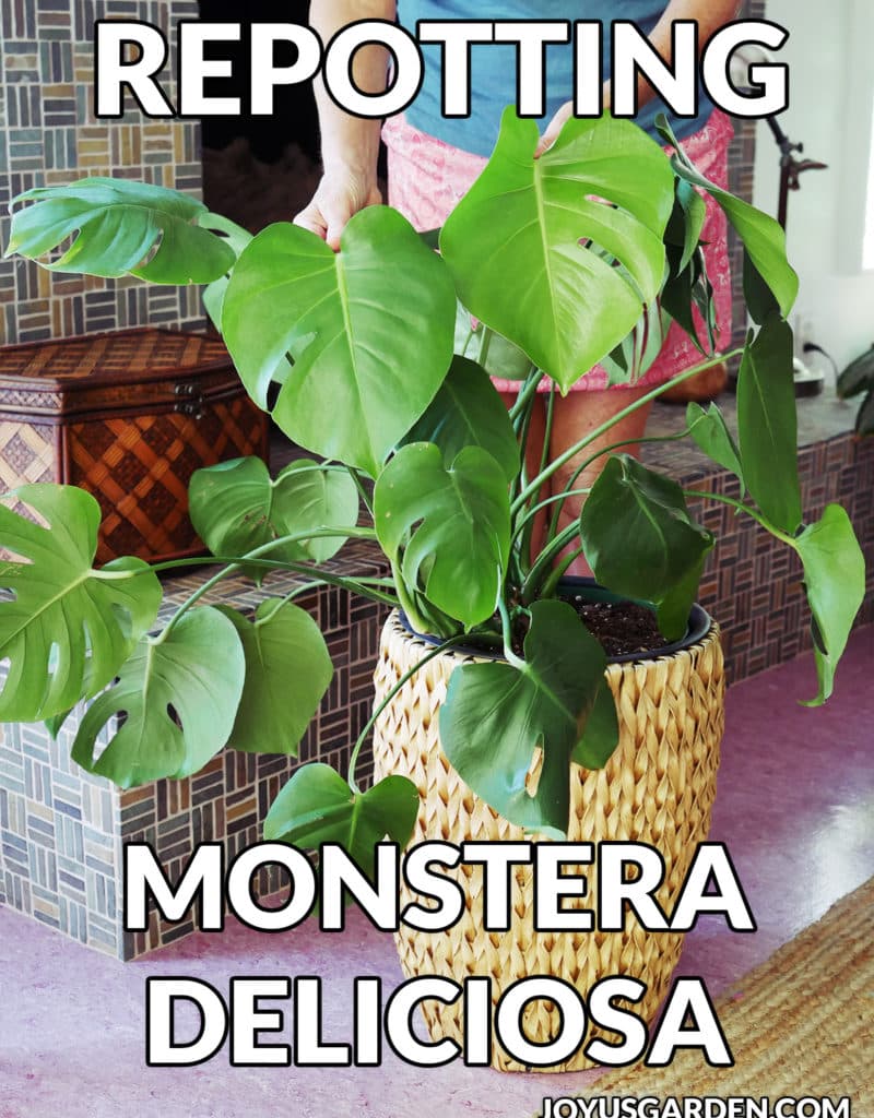 A monstera deliciosa swiss cheese plant grows in a tall basket the text reads repotting monstera deliciosa