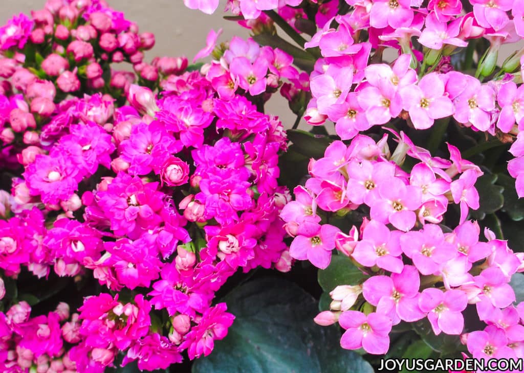 Hot pink kalanchoe calandiva flowers right next to pink kalanchoe blossfeldiana flowers.