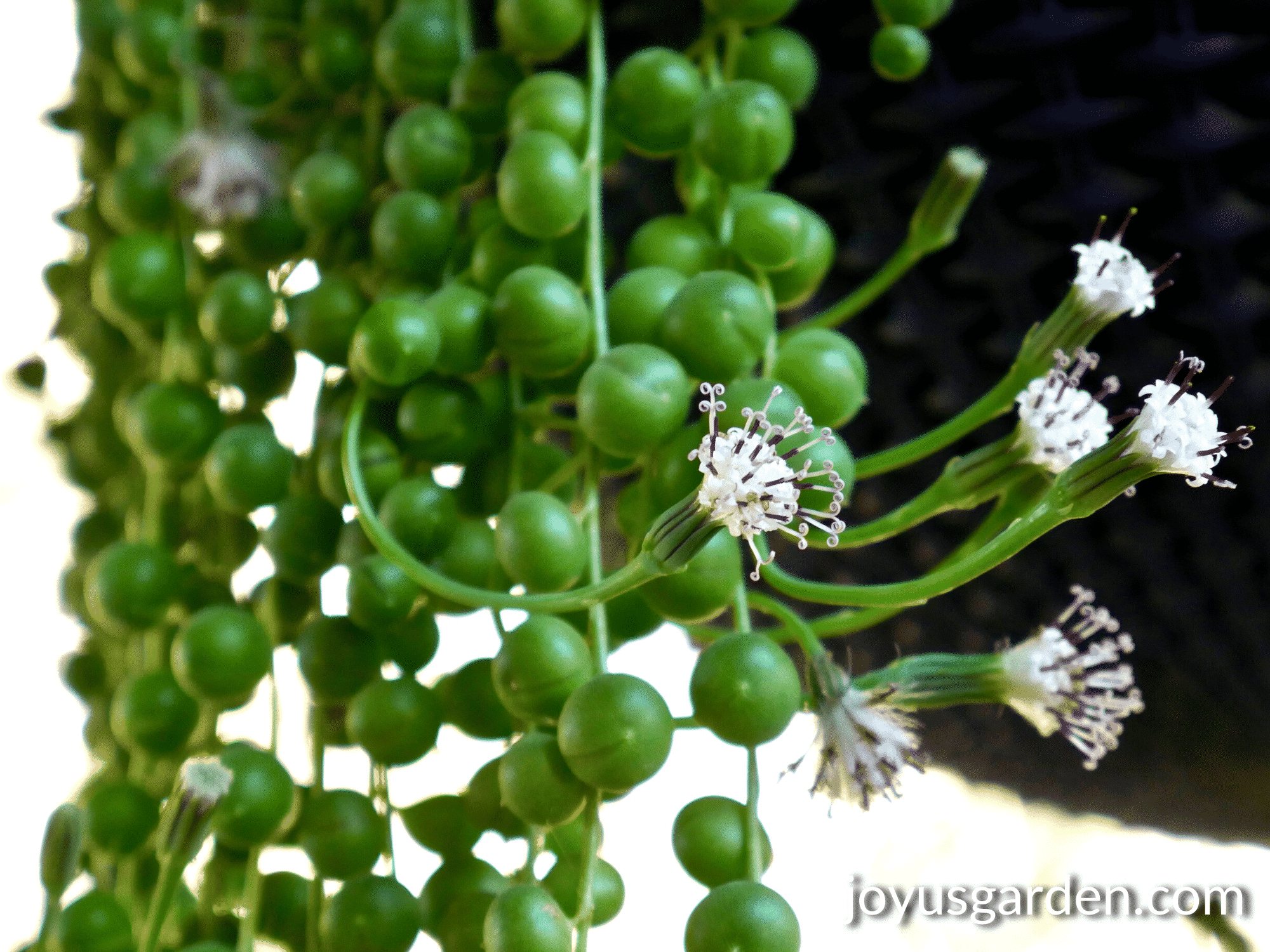 close up of the small white flowers of a string of pearls plant