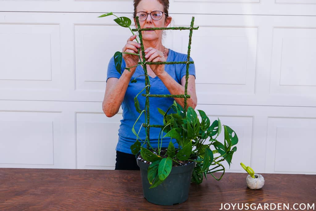 nell foster attaches a stem of a monstera adansonii swiss cheese vine to a moss covered trellis