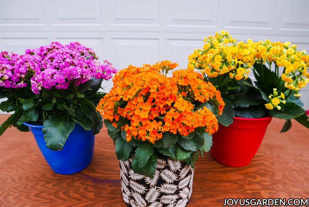 pink, yellow & orange kalanchoe calandivas in full bloom sit on a table