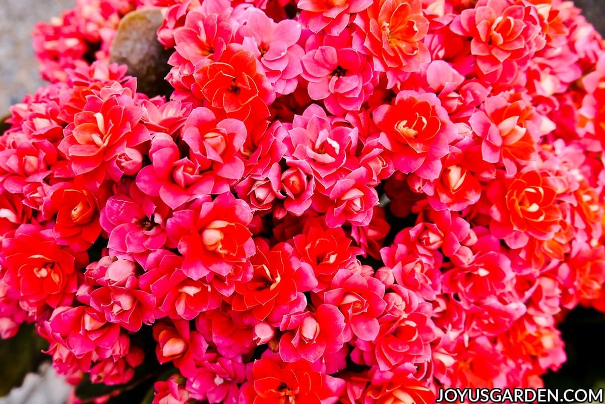 Close up looking down on the red blooms of calandiva plant.