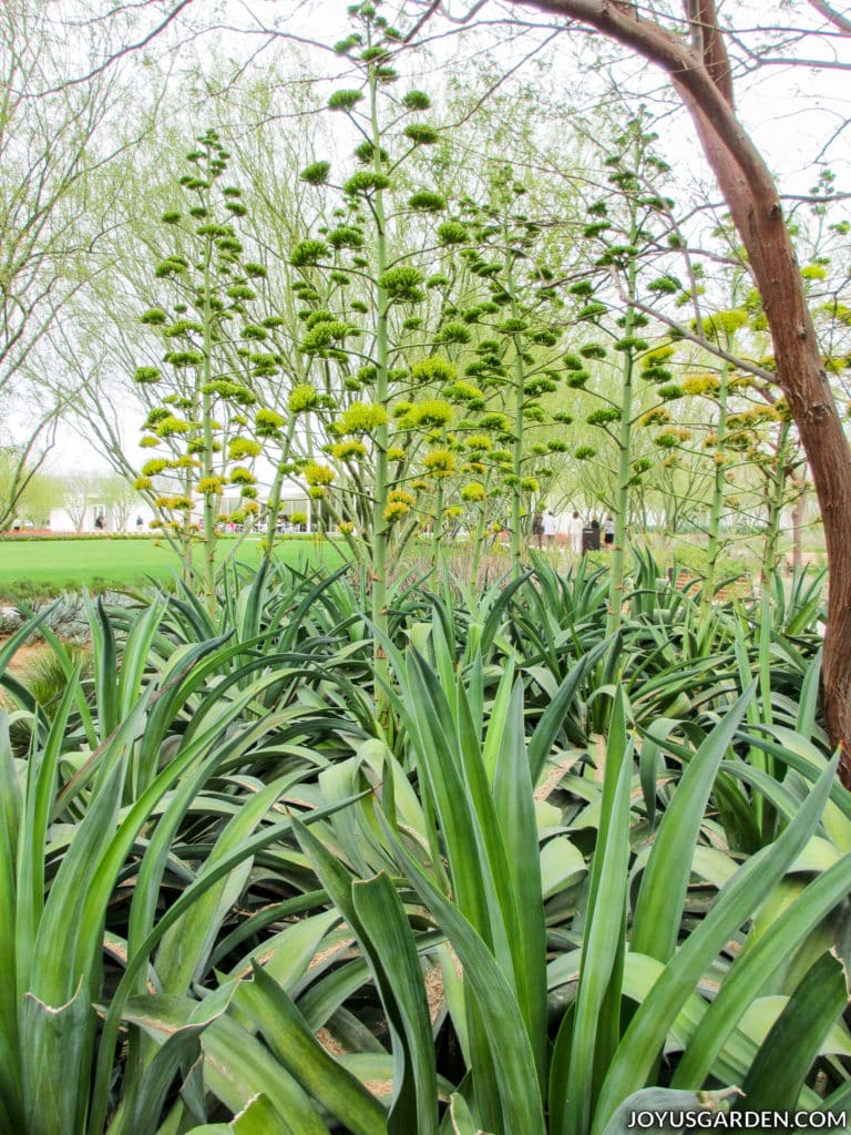 a mass of agaves in bloom with green/yellow flowers