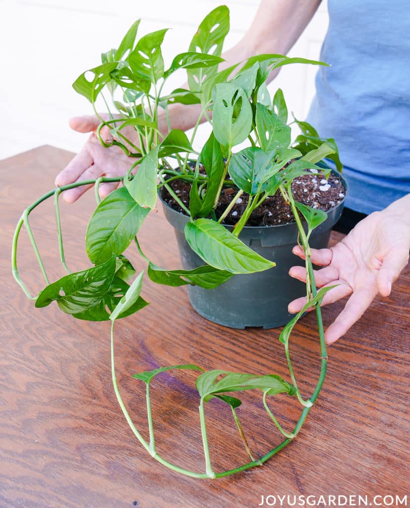 Training Monstera Adansonii (Swiss Cheese Vine) Joy Us Garden