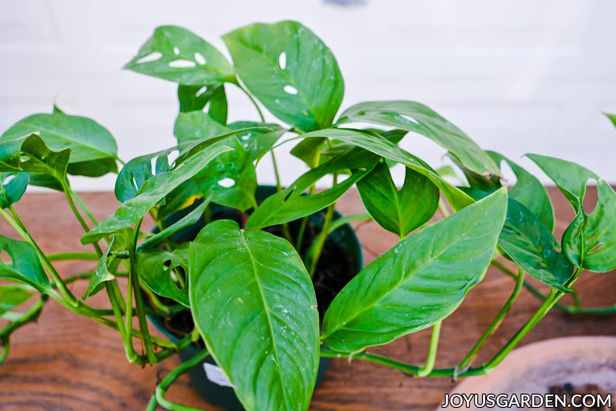 close up of the leaves of a monstera adansonii or swiss cheese vine