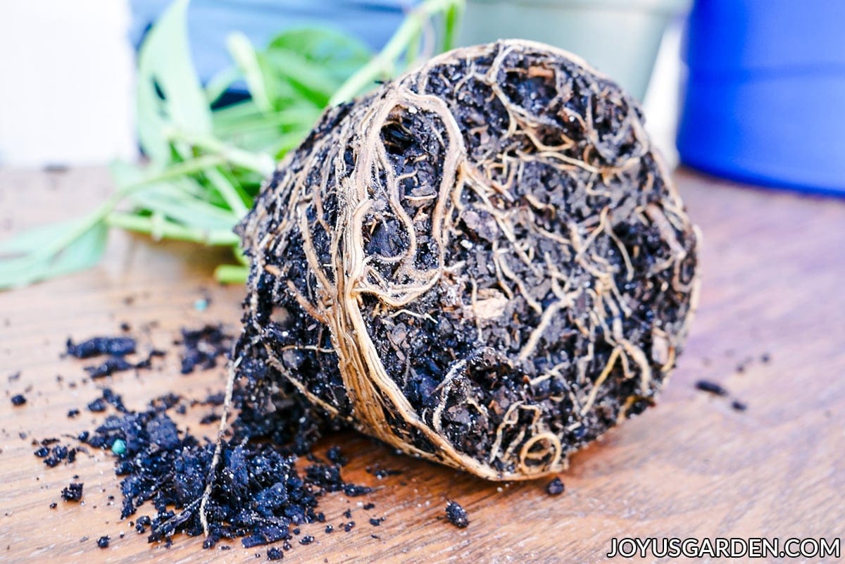 close up of the exposed root ball of a monstera adansonii swiss cheese vine