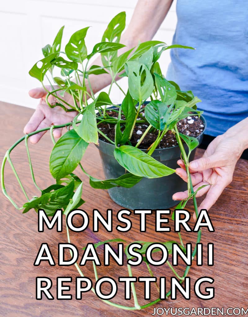 2 hands hold the trails of a monstera adansonii swiss cheese vine the text at the bottom reads monstera adansonii repotting
