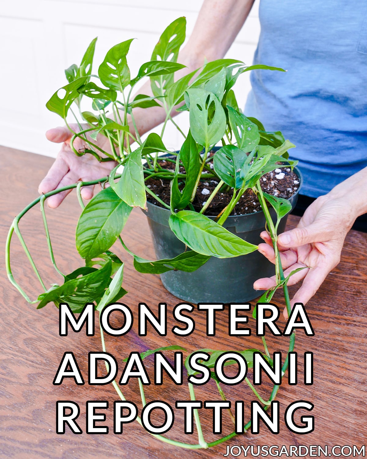 2 hands hold the trails of a monstera adansonii swiss cheese vine the text at the bottom reads monstera adansonii repotting