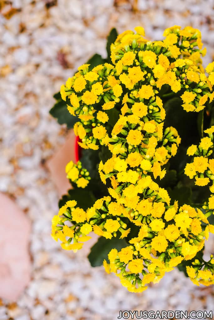 Looking down on a yellow kalanchoe calandiva in full bloom.