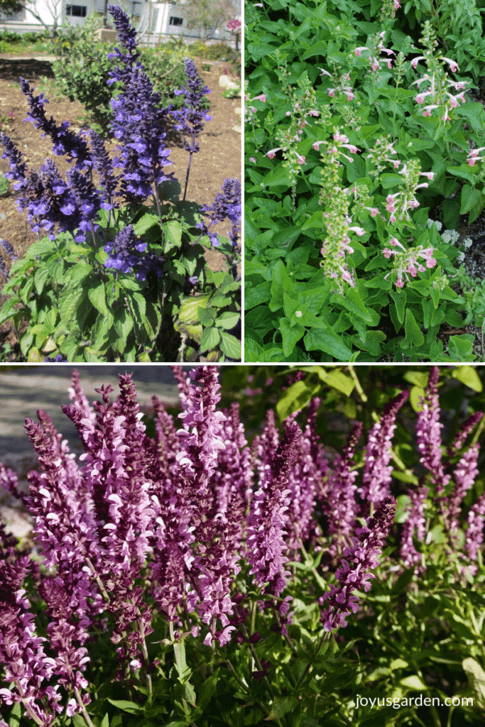 a collage of 3 photos of salvia plants 1 with blue flowers 1 with pink flowers & 1 with lavender flowers