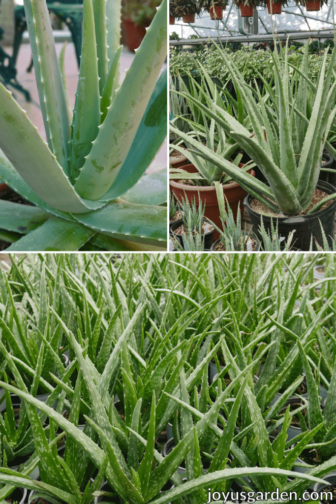 up close collage photo of aloe vera leaves, multiple aloe vera plants, multiple aloe vera plants in pots