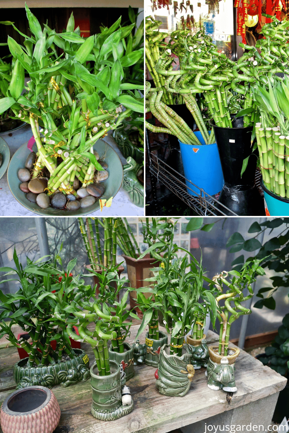 Lucky Bamboo Care Tips A Houseplant That Grows In Water