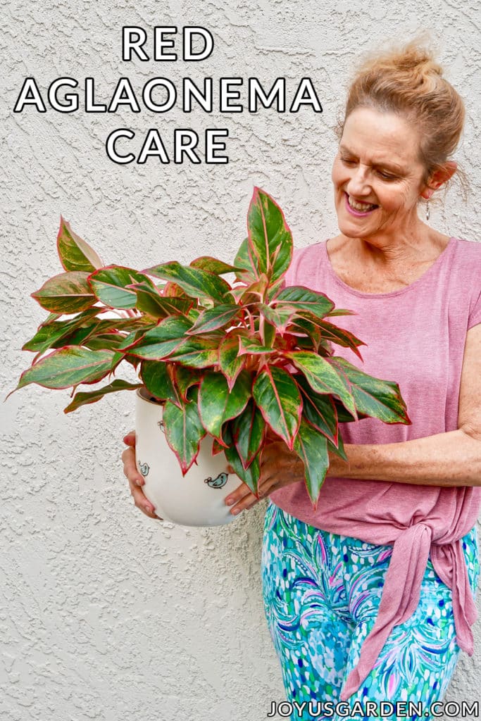 nell foster holds an aglaonema siam aurora red aglaonema in a ceramic pot the text reads red aglaonema care