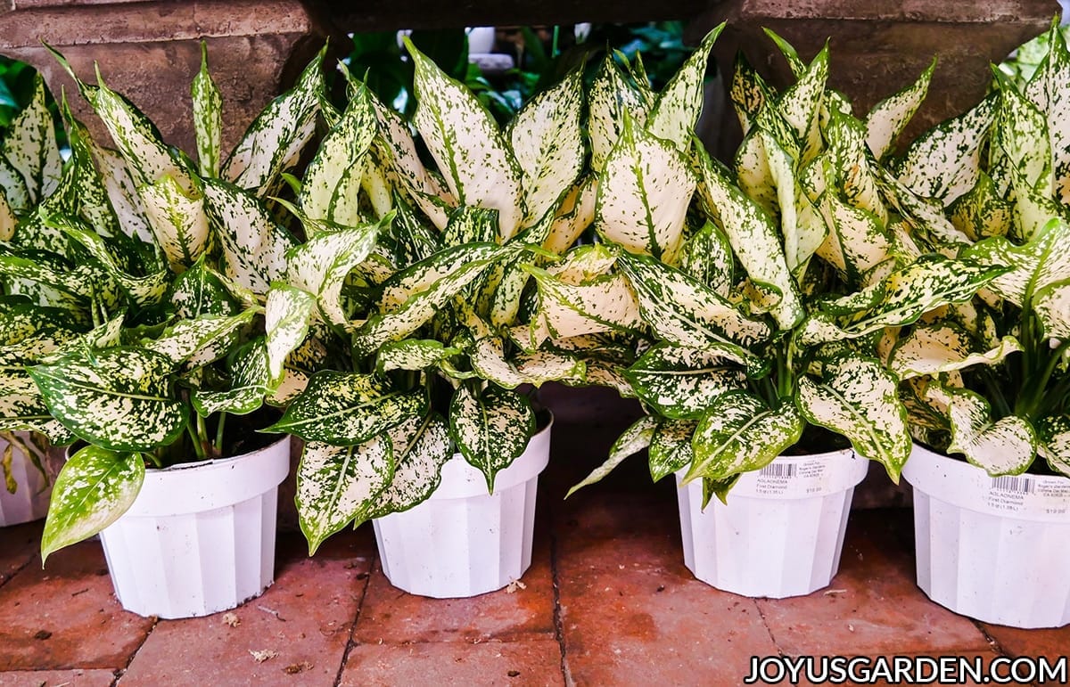 4 aglaonema fist diamonds in white grow pots sit on a brick floor