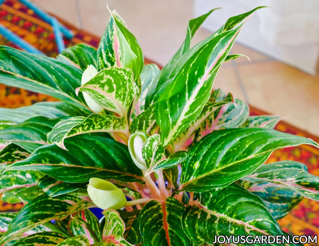 close up of an aglaonema siam aurora red aglaonema with 3 green & white flowers