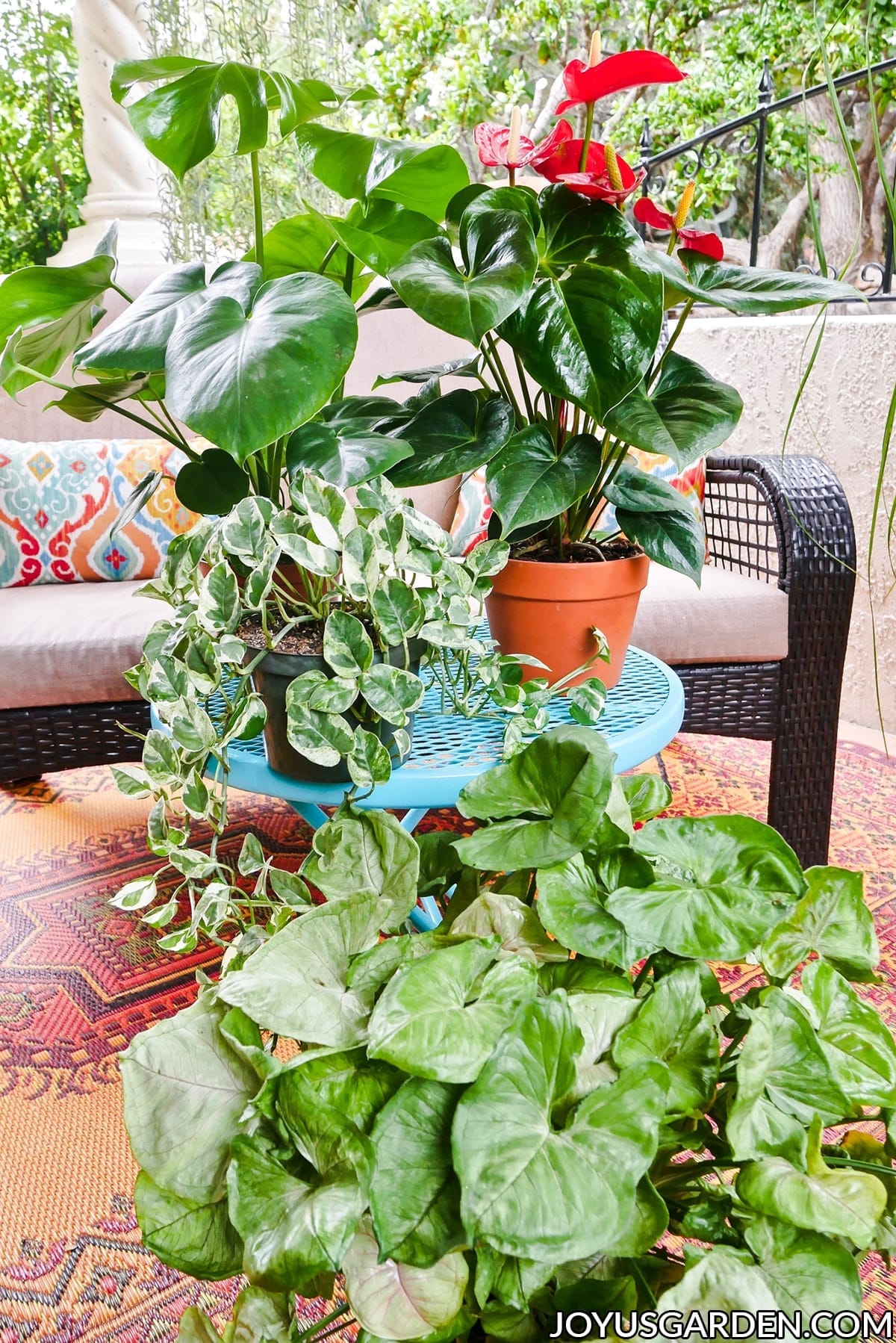 a monstera deliciosa anthurium pothos enjoy & arrowhead vine sit outdoors on a patio