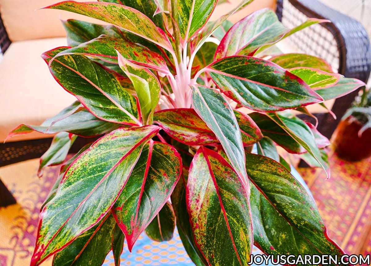 close up of the beautiful red green & pink foliage of an aglaonema siam aurora red aglaonema