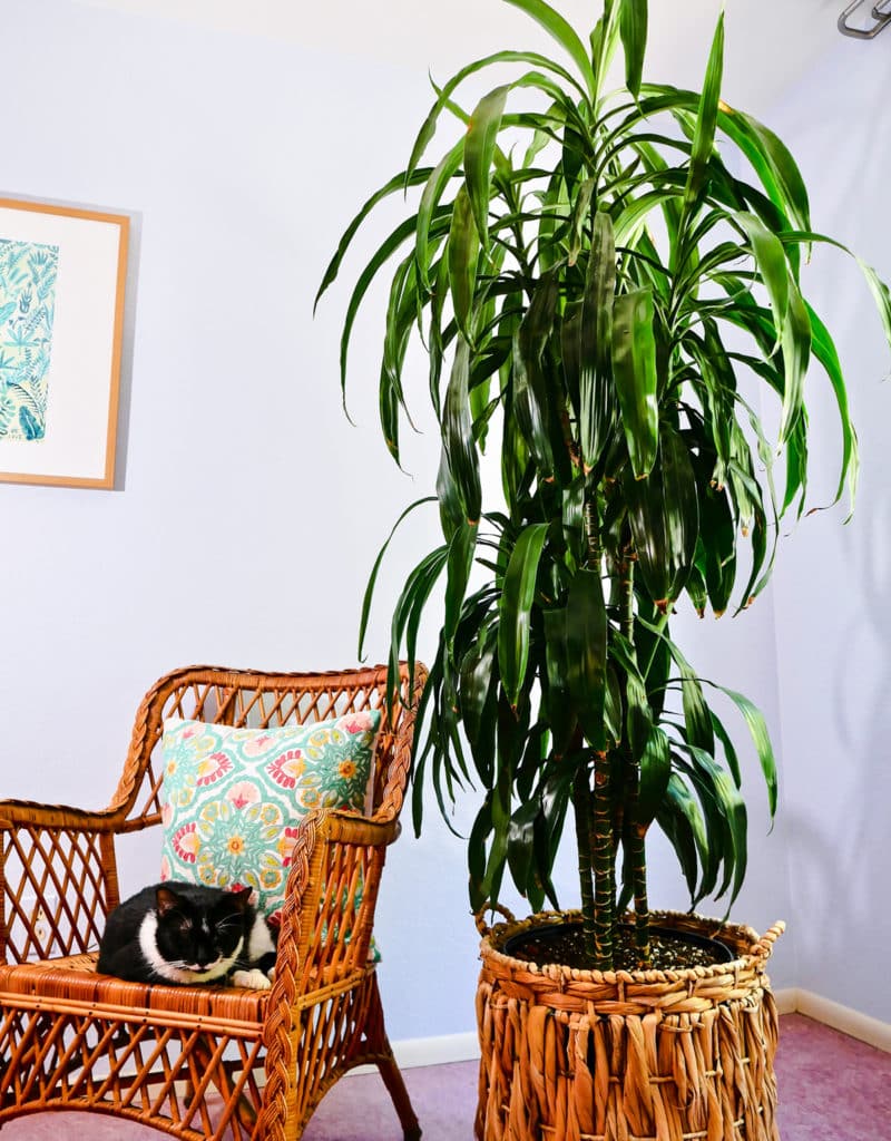a large dracaena plant with dark glossy green leaves grows in a basket next to a black & white cat in a chair