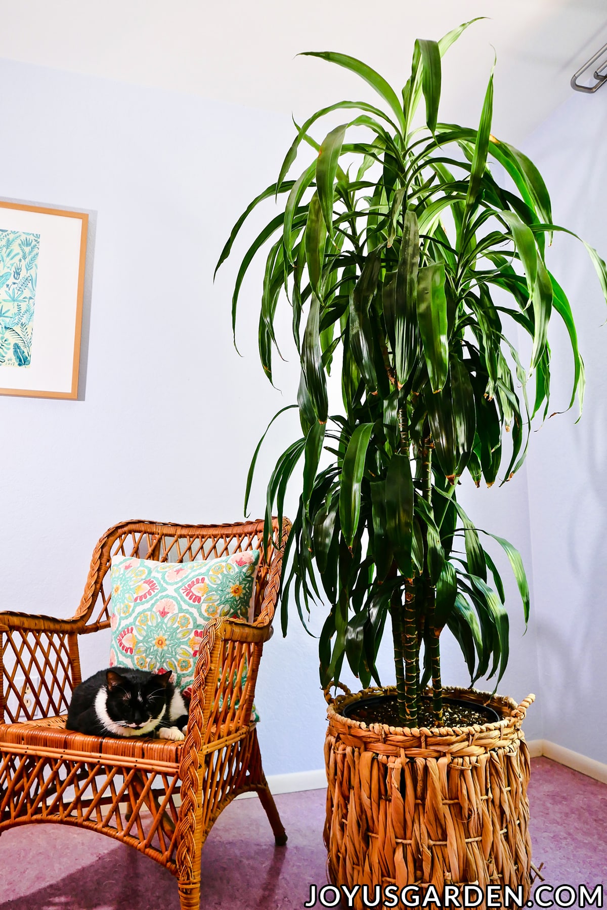 a large dracaena plant with dark glossy green leaves grows in a basket next to a black & white cat in a chair