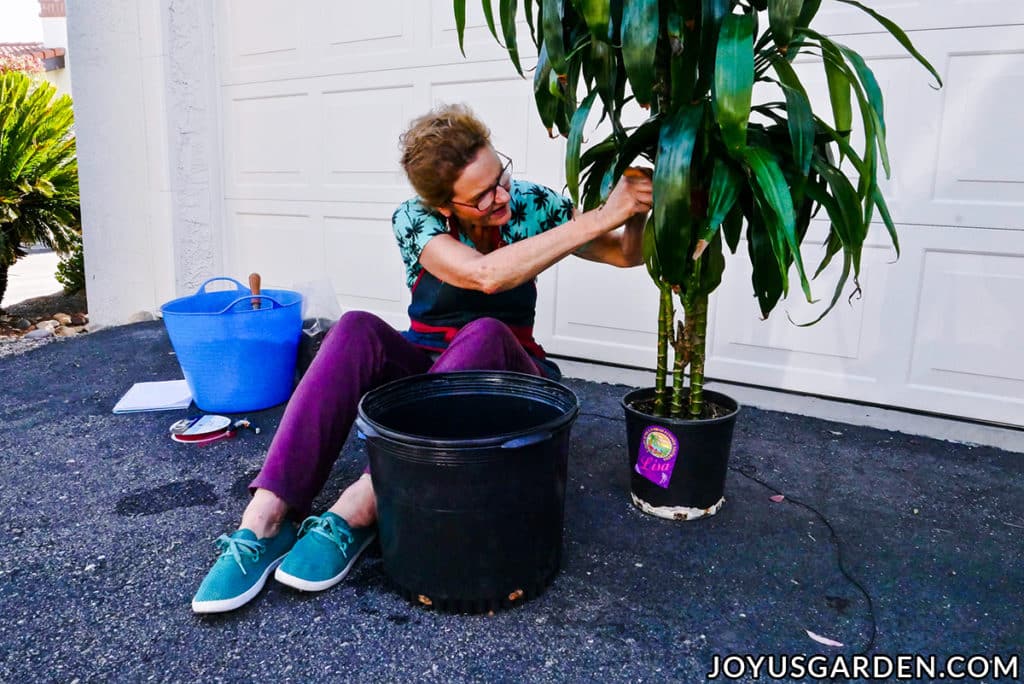 nell foster ties up the lower leaves of a large dracaena lisa before repotting