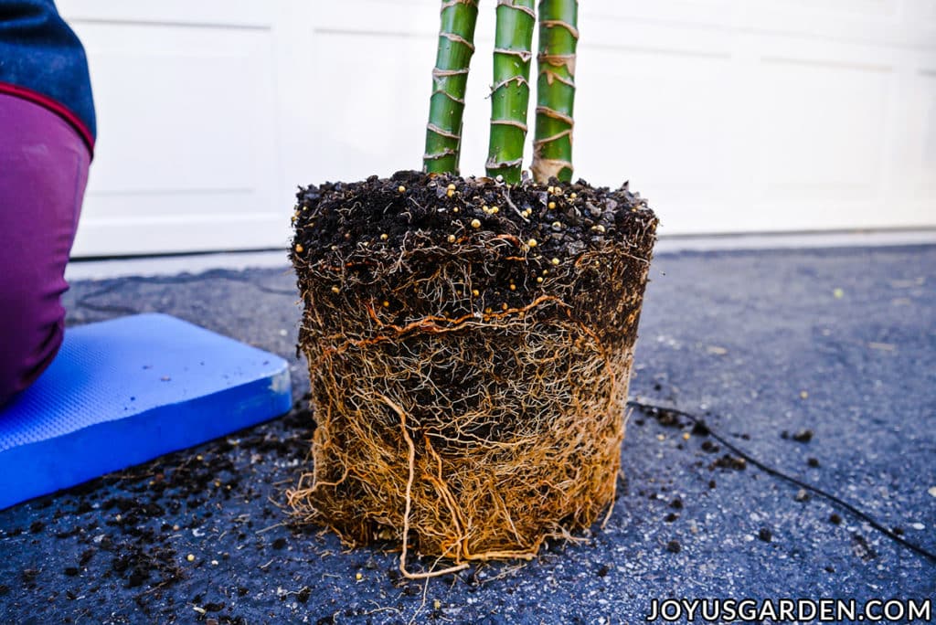 the exposed root ball of a large dracaena