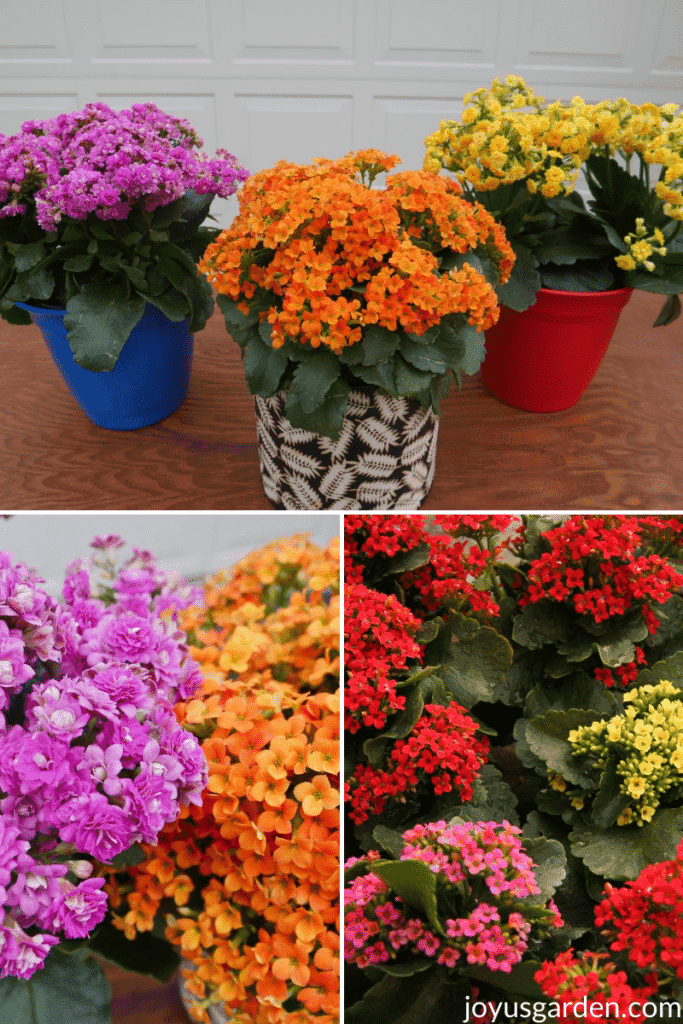 three photos of Kalanchoe plants with hot pink, orange, red, and yellow flowers