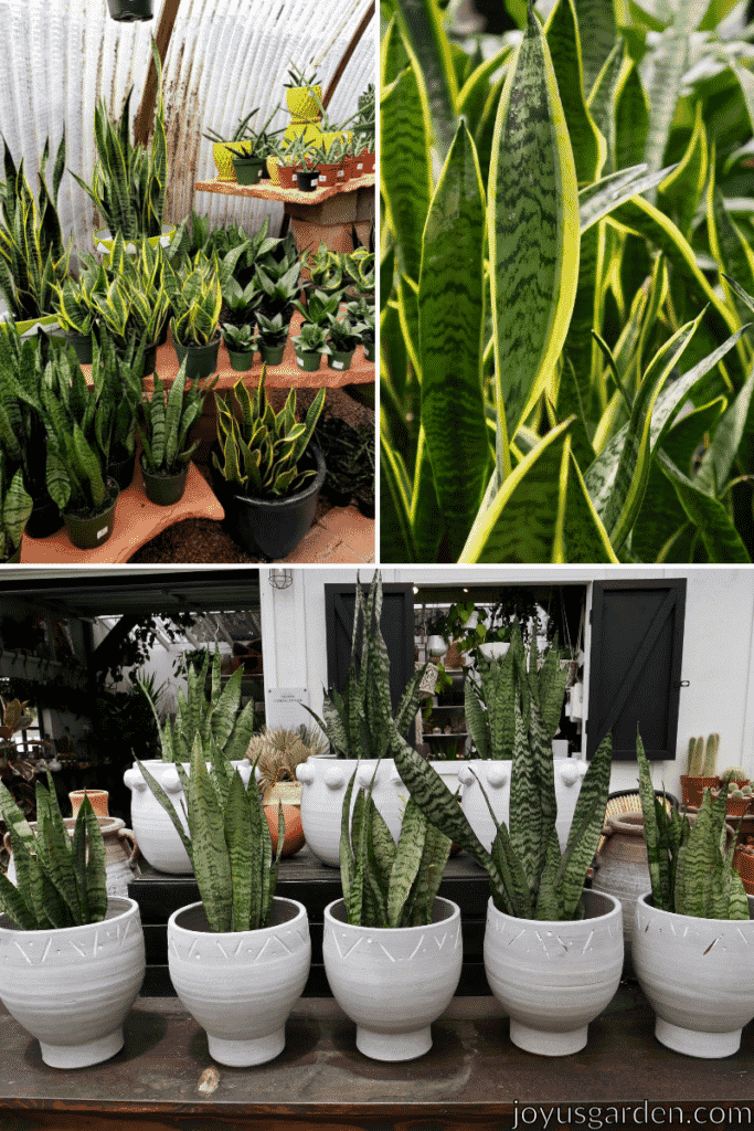 a collage of three pictures of snake plants, some are in yellow pots and green plastic pots, some are close up, and some are in white pots