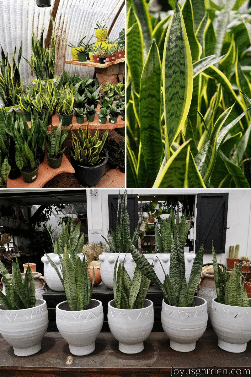 A collage of three pictures of snake plants, some are in yellow pots and green plastic pots, some are close up, and some are in white pots.