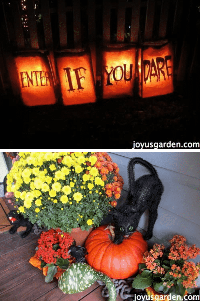 a collage with 2 photos 1 has halloween bag lanterns that spell enter if you dare & the other mums, pumpkins & a black cat